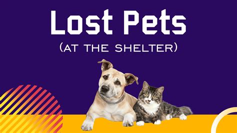 animal shelter in bakersfield|Weatherford Parker County Animal Shelter.